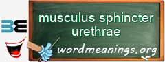 WordMeaning blackboard for musculus sphincter urethrae